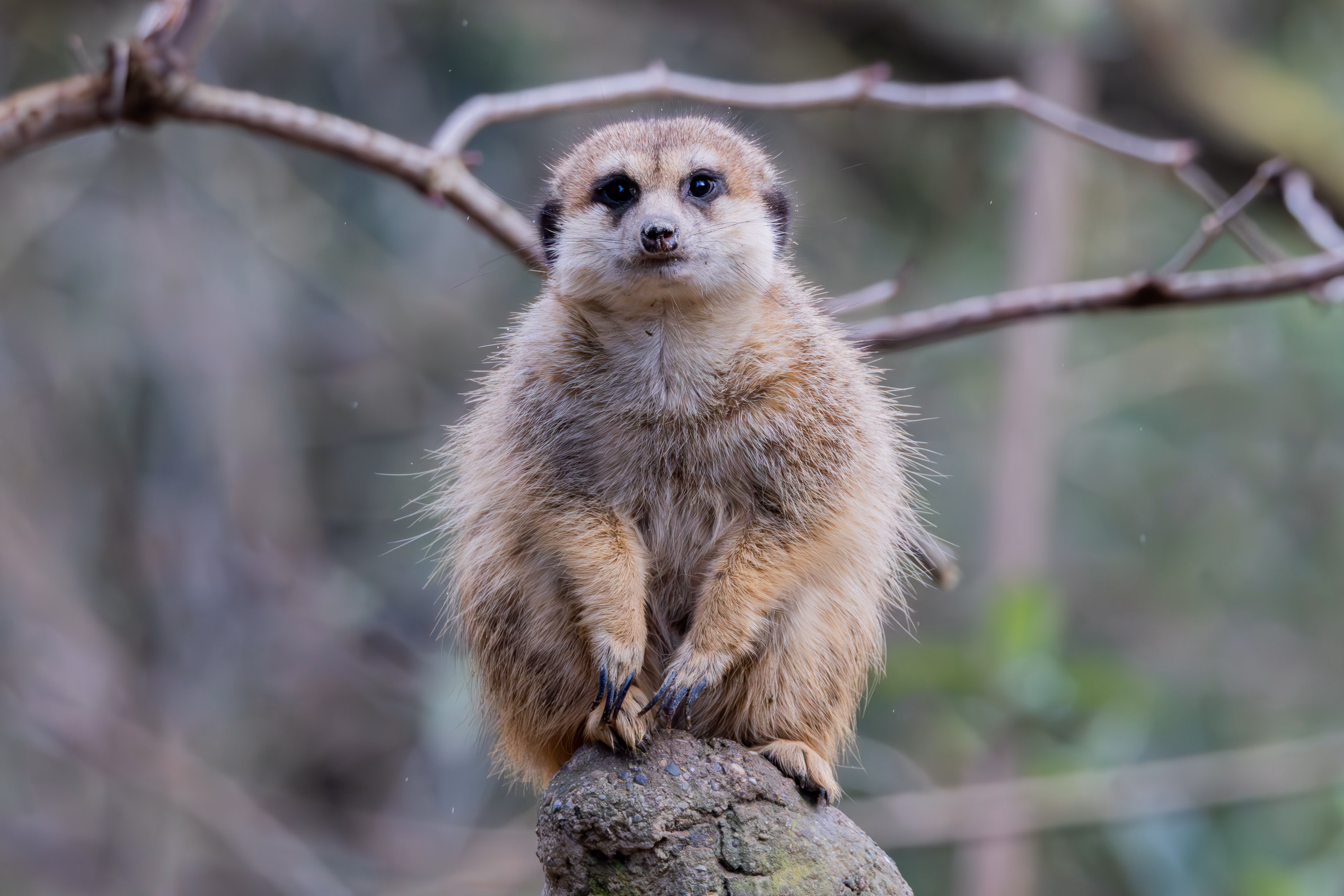 photographie prise au zoo de Mulhouse